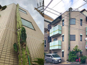 Xem ăn chơi - Dân mạng choáng váng với cây xương rồng khổng lồ, cao bằng tòa nhà 3 tầng