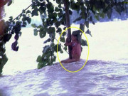 Làm mẹ - Ôm cây suốt 9 giờ, bé gái 7 tuổi sống sót sau trận lũ 22 năm trước giờ lớn bổng