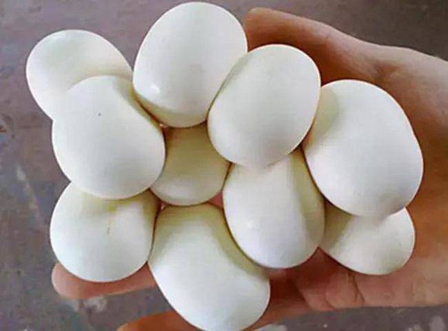 Phát hoảng với trứng rắn luộc: Thứ đặc sản nghe "kinh dị” lại ngon đến ngỡ ngàng