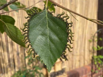 8 hình ảnh khiến bạn vừa rùng mình, vừa thú vị bởi sự kỳ lạ của thiên nhiên