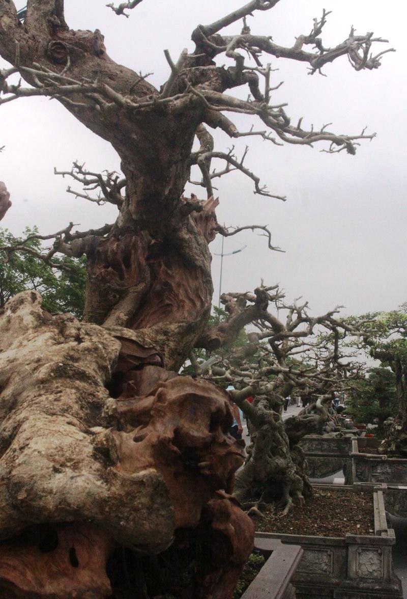 Ngỡ ngàng “cây chết” được trả tiền tỷ, chủ nhân vẫn chưa muốn bán - 4