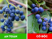 Xem ăn chơi - 8 loại hoa quả có “chị em song sinh”: Nhìn giống nhau nhưng ăn vào lại độc chết người