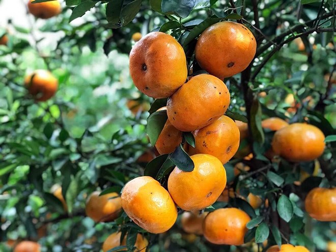 6 đặc sản nổi tiếng Đồng Tháp, có món ăn chỉ nơi này mới có nên nhất định phải thử - 5