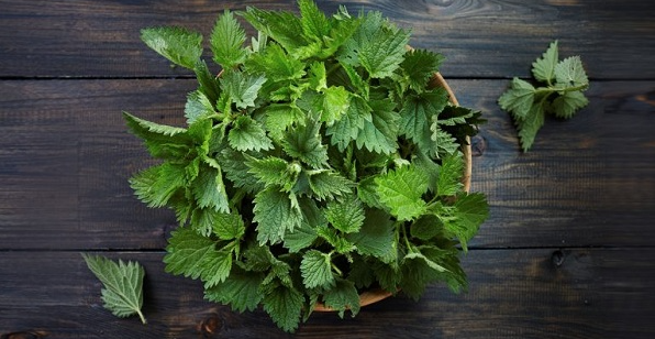 Ăn gì tốt cho niêm mạc để chuyển phôi, phôi làm tổ thành công? - 3