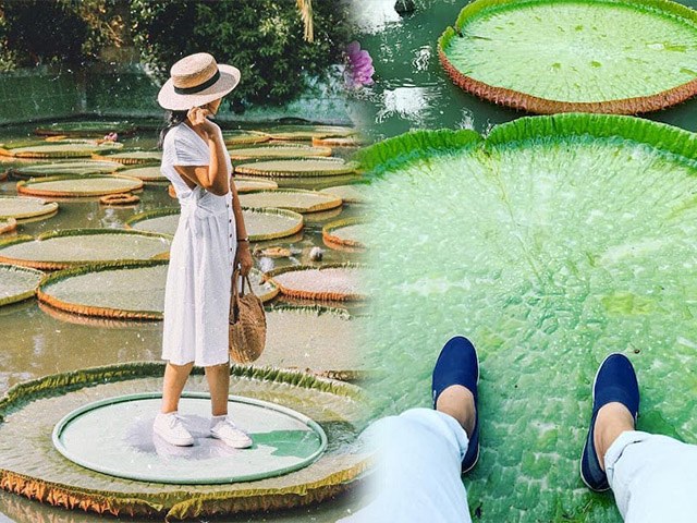 Độc đáo ngôi chùa “Thái Lan” đang khiến nam thanh nữ tú sốt rần rần ở tỉnh Sóc Trăng 15 Ngôi chùa có lá sen khổng lồ rộng 3 mét, có thể cho người nặng 80kg đứng lên