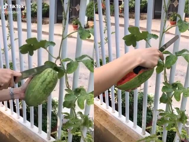 Mang dưa hấu ra bổ gặp cái kết khó ngờ, CĐM bình luận: Đừng đánh giá qua vẻ bề ngoài