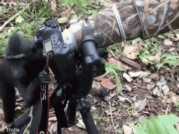  Clip: Khỉ trổ tài chụp ảnh như người khiến dân mạng thích thú 