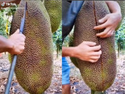 Tin tức - Tin tức 24h: Xẻ quả mít "siêu khủng" treo lủng lẳng, CĐM trầm trồ vì thứ bên trong