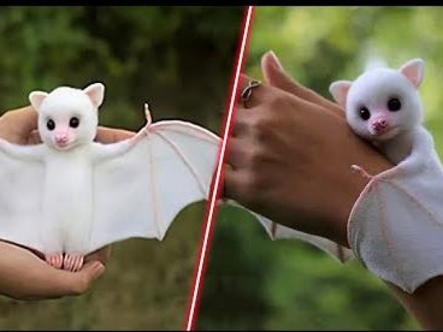 Lạ lùng loài dơi trắng đáng yêu nhất thế giới