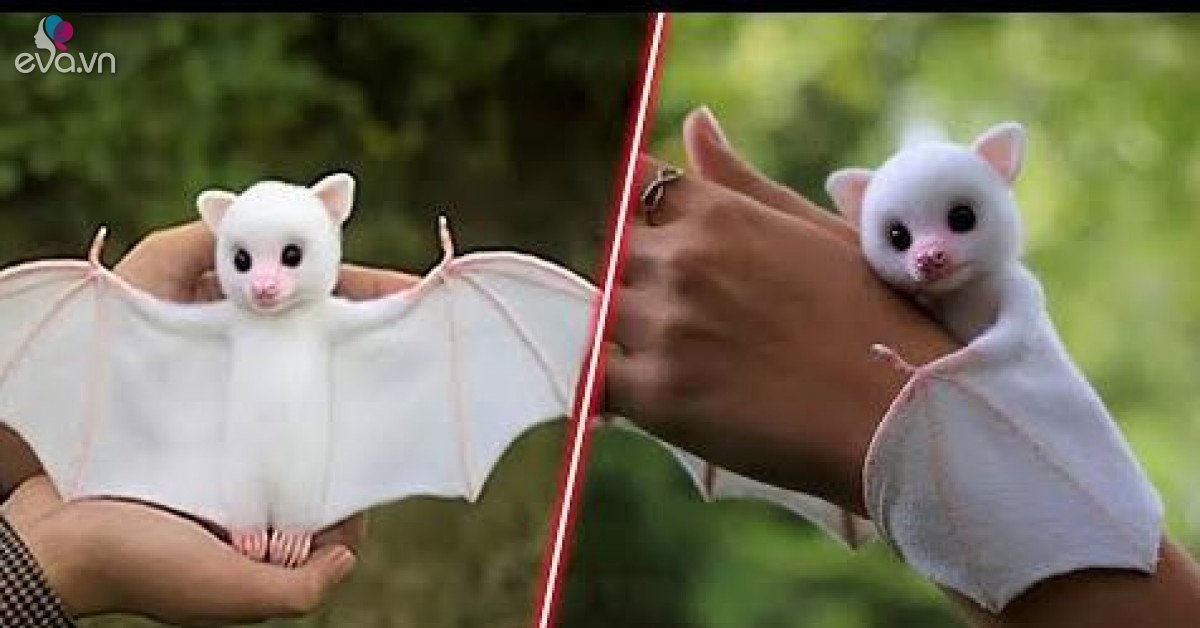 Lạ lùng loài dơi trắng đáng yêu nhất thế giới