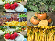 Lifestyle - 7 đặc sản nổi tiếng Lâm Đồng, có những món ăn hấp dẫn khách du lịch đến lạ lùng