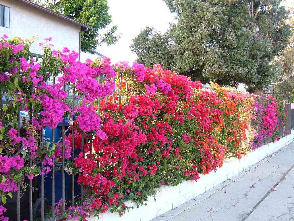 Cách trồng hoa giấy ngũ sắc cho ngôi nhà đẹp lung linh - 3