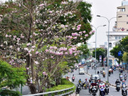 Tin tức - Hoa kèn hồng nở rộ giữa Sài Gòn, đẹp "đốn tim" người đi đường