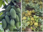 Tiêu dùng - Cây quả lúc lỉu, sai trĩu trịt khiến CĐM trầm trồ không ngớt: "Nhìn đã thấy thèm thuồng"