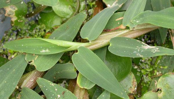 Chỉ cần thứ cỏ dại này cũng đánh bay bệnh thủy đậu mà không phải bôi xanh lét toàn thân - 2