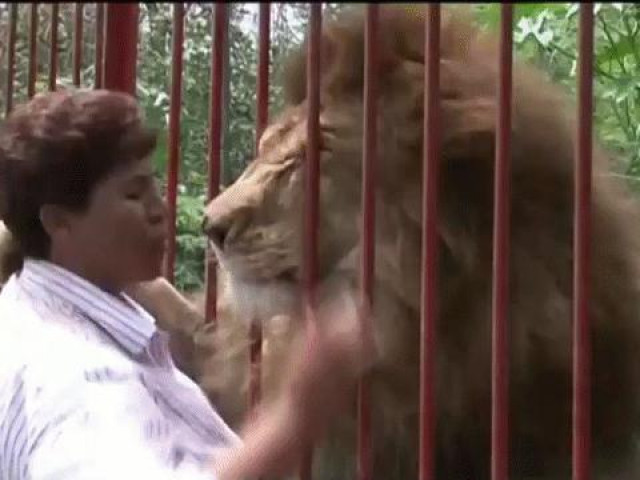 Clip Eva - Video: Sư tử ôm chầm lấy ân nhân cứu mạng sau 2 năm gặp lại