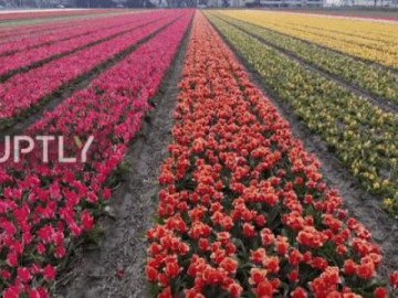 Chiêm ngưỡng cảnh sắc ngoạn mục trong vườn hoa rộng nhất thế giới