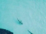 Clip Eva - Clip cá mập đuổi bắt cá sấu ngay gần người lướt sóng và cái kết bất ngờ