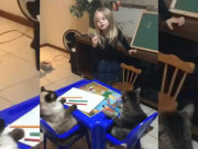 Clip: Hai chú mèo cưng ngồi ngoan ngoãn nghe giảng bài