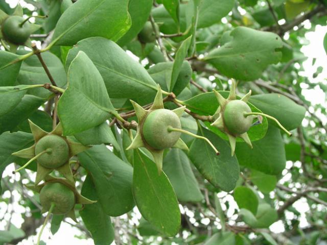 Thứ mọc hoang dại, cho không ai lấy trở thành đặc sản đắt tiền, xuất khẩu sang nước ngoài