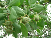 Xem ăn chơi - Thứ mọc hoang dại, cho không ai lấy trở thành đặc sản “đắt tiền”, xuất khẩu sang nước ngoài