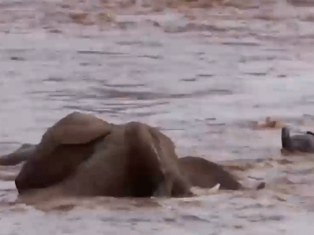 Clip Eva - Voi mẹ bất lực nhìn đàn con bị nước cuốn trôi và cái kết cảm động