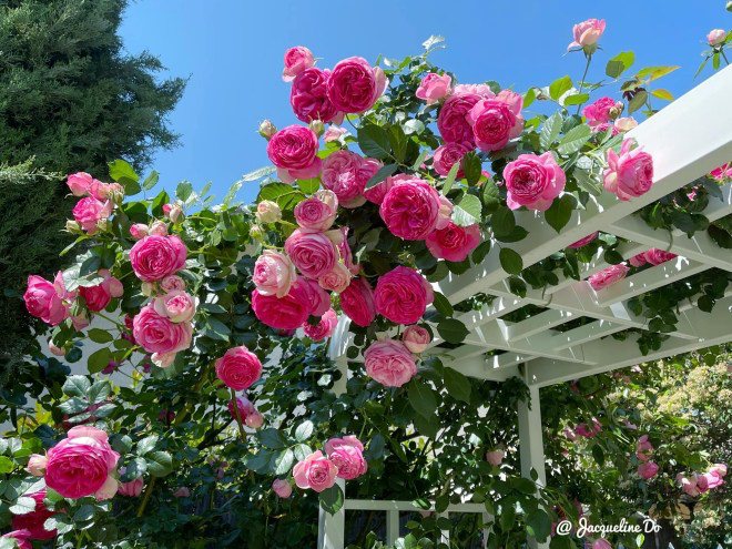 Mẹ 7X sang Mỹ làm cả vườn hồng rộng 800m2, bông nào cũng to như miệng bát - 8