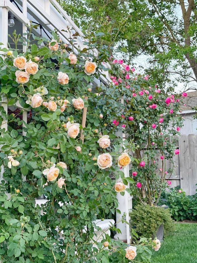 Mẹ 7X sang Mỹ làm cả vườn hồng rộng 800m2, bông nào cũng to như miệng bát - 19