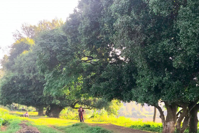 Về làng Đường Lâm ngắm 18 cây duối linh thiêng hơn 1000 tuổi, người dân không dám đốn hạ - 1