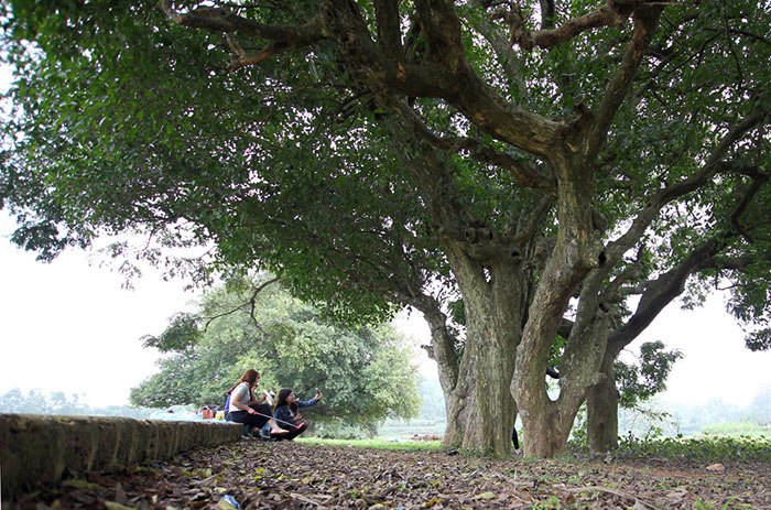 Về làng Đường Lâm ngắm 18 cây duối linh thiêng hơn 1000 tuổi, người dân không dám đốn hạ - 2