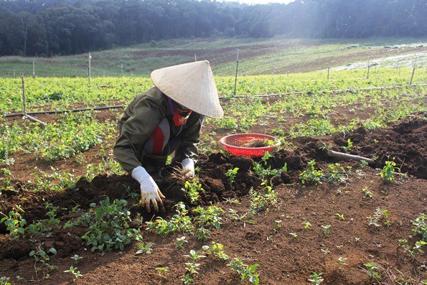 Nữ doanh nhân bị giun não dù ăn uống sạch, chuyên gia cảnh báo nhặt rau cũng có thể nhiễm - 4