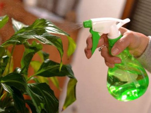 Bí quyết chăm sóc cây ngày nắng nóng để không bị khô héo, luôn tốt tươi