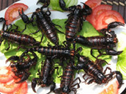 Xem ăn chơi - Thứ nhìn rất đáng sợ lại có nọc độc trở thành đặc sản nổi tiếng khiến bao người sửng sốt