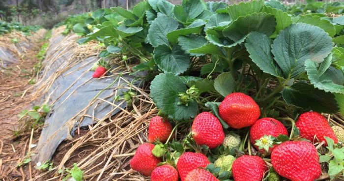 5 đặc sản ngon mê ly nhất định phải mua về làm quà khi tới Mộc Châu - 3