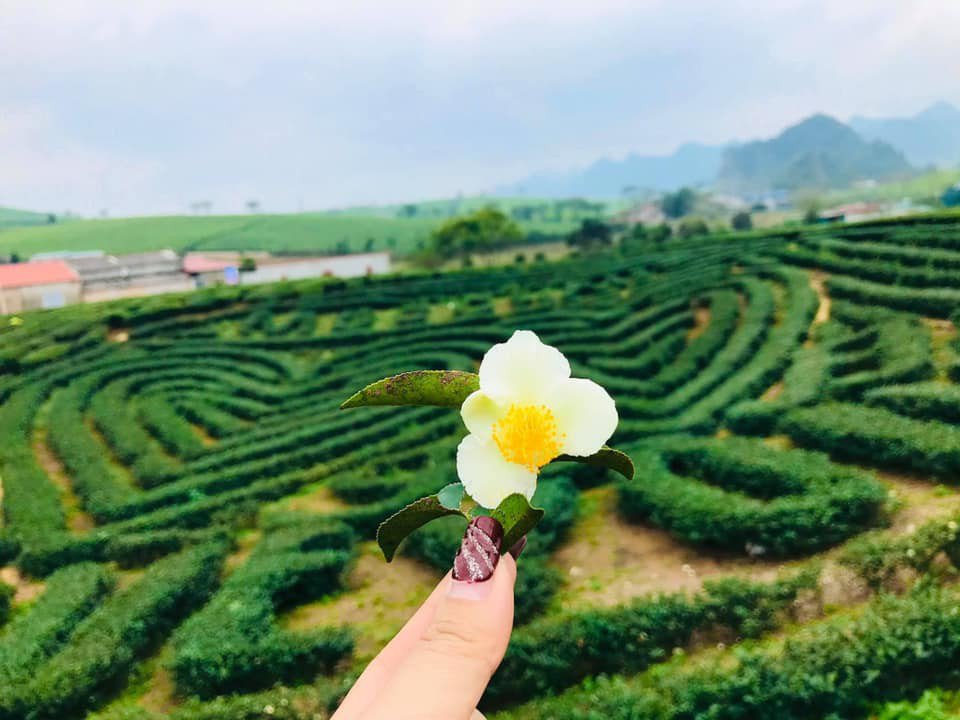 5 đặc sản ngon mê ly nhất định phải mua về làm quà khi tới Mộc Châu - 5