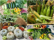 Mẹ Việt trồng rau từ mảnh vườn cỏ lụt ngang người, giờ ăn không hết còn mang đi cho