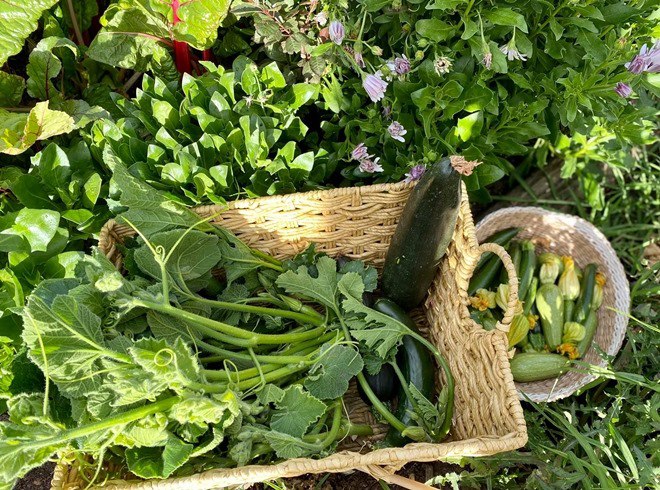 Mẹ Việt trồng rau từ mảnh vườn cỏ lụt ngang người, giờ ăn không hết còn mang đi cho - 14