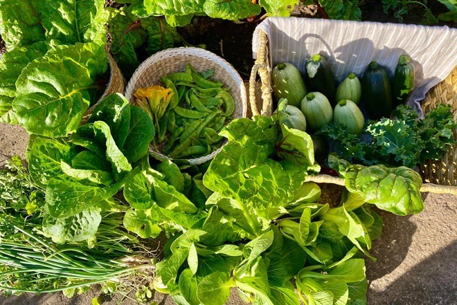 Mẹ Việt trồng rau từ mảnh vườn cỏ lụt ngang người, giờ ăn không hết còn mang đi cho - 6