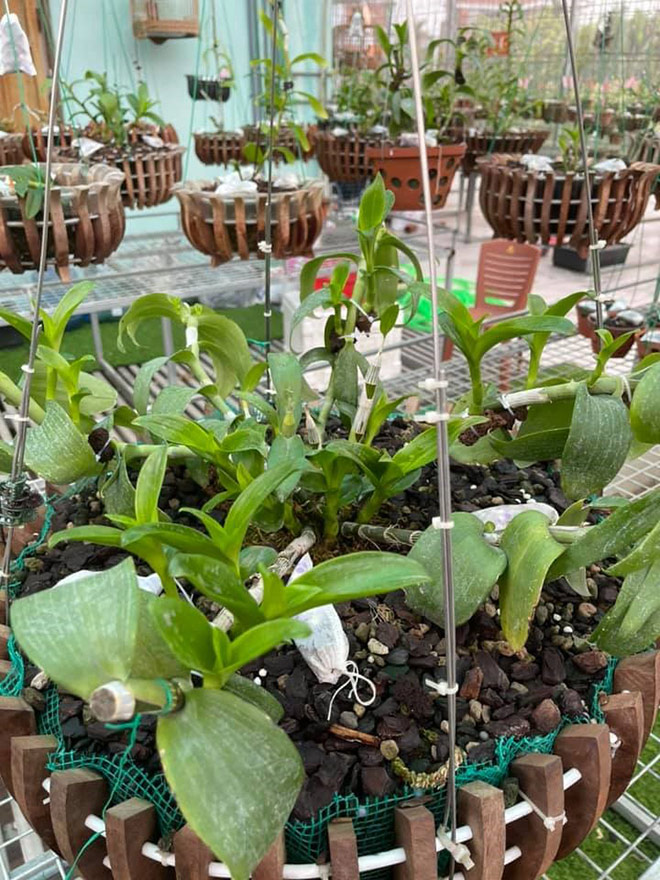 Nghệ nhân Hoàng Văn Trung hạnh phúc mỗi ngày với niềm đam mê phong lan - 3