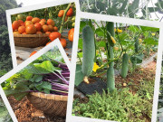 Chàng trai người Mông làm vườn theo cách lạ, trồng rau xen cỏ nhưng hiệu quả bất ngờ