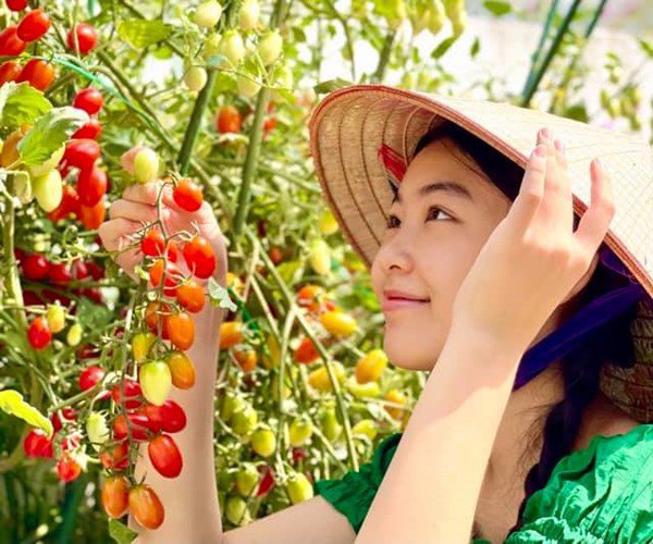Nhà Celeb: Vợ Quyền Linh bỏ hạt cà chua siêu thị xuống đất, con gái giờ thu hoạch cả mẹt - 4