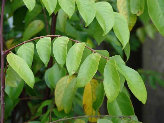 Lá khế có tác dụng gì? Những cách sử dụng lá khế để trị mẩn ngứa