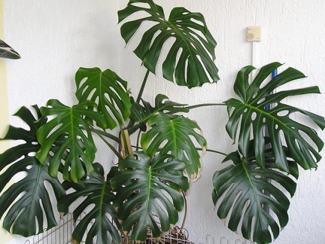 Cây Trầu bà Nam Mỹ (Monstera) là cây gì? Ý nghĩa và cách chăm sóc