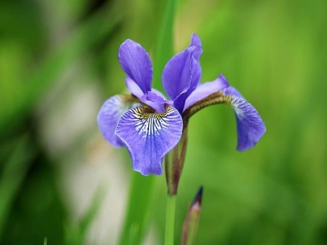 Hoa Diên Vĩ - Ý nghĩa, nguồn gốc, công dụng và cách trồng