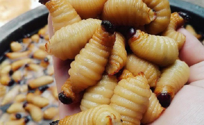 4 thứ béo nhung nhúc, nhìn rất kinh dị trở thành đặc sản khiến nhiều người sởn gai ốc - 4