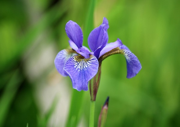 iris là hoa gì