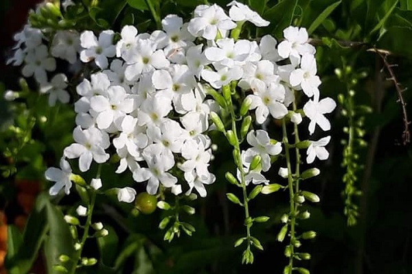 Hình ảnh cây chuỗi ngọc hoa trắng