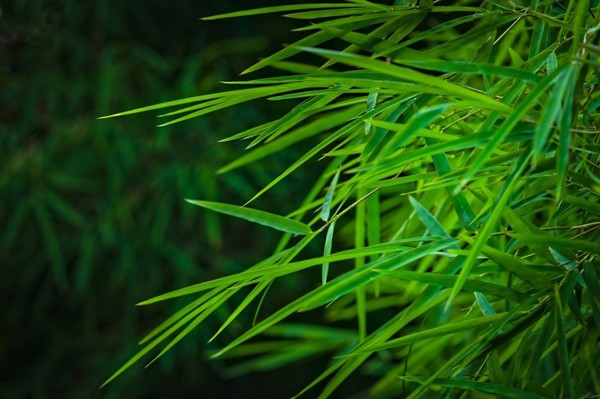 Lá tre có tác dụng gì?