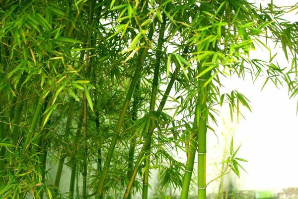Lá tre có tác dụng gì?