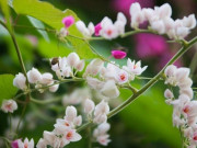 Nhà đẹp - Ý nghĩa hoa Tigon, những đặc điểm và cách trồng hoa Tigon nở đẹp mắt